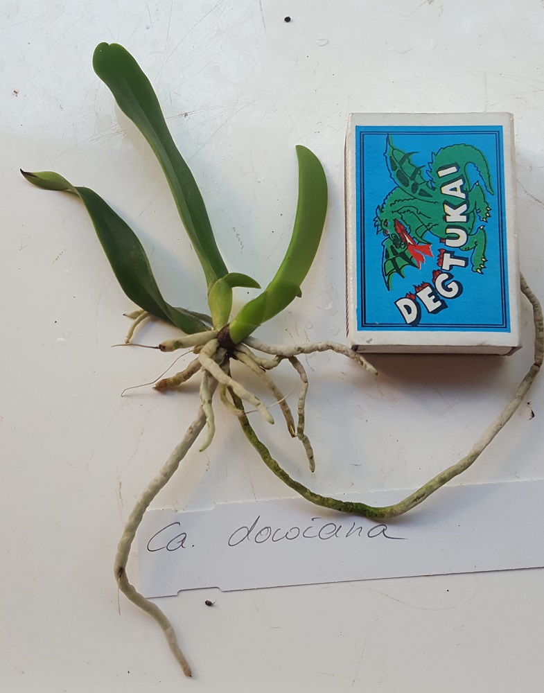 Cattleya dowiana 2018 09 19.jpg