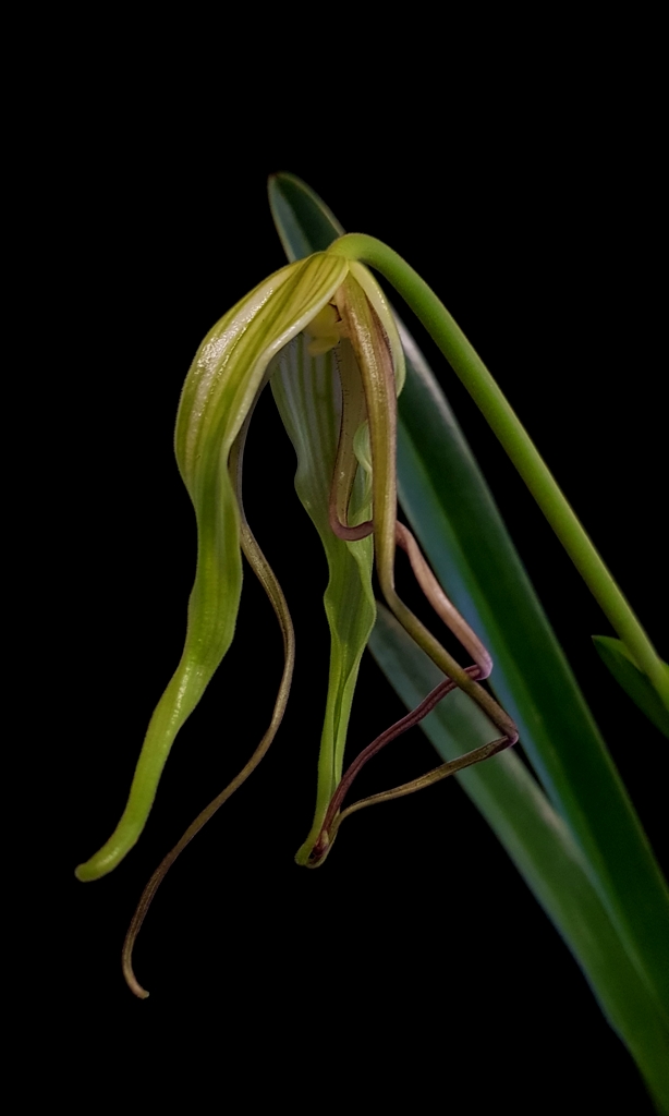 Phragmipedium lindenii (2).jpg