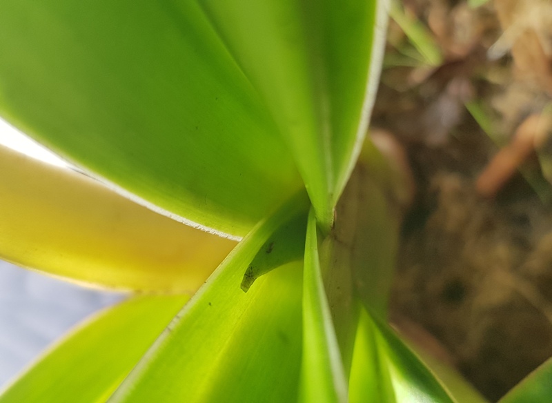 Phragmipedium kovachii (2).jpg