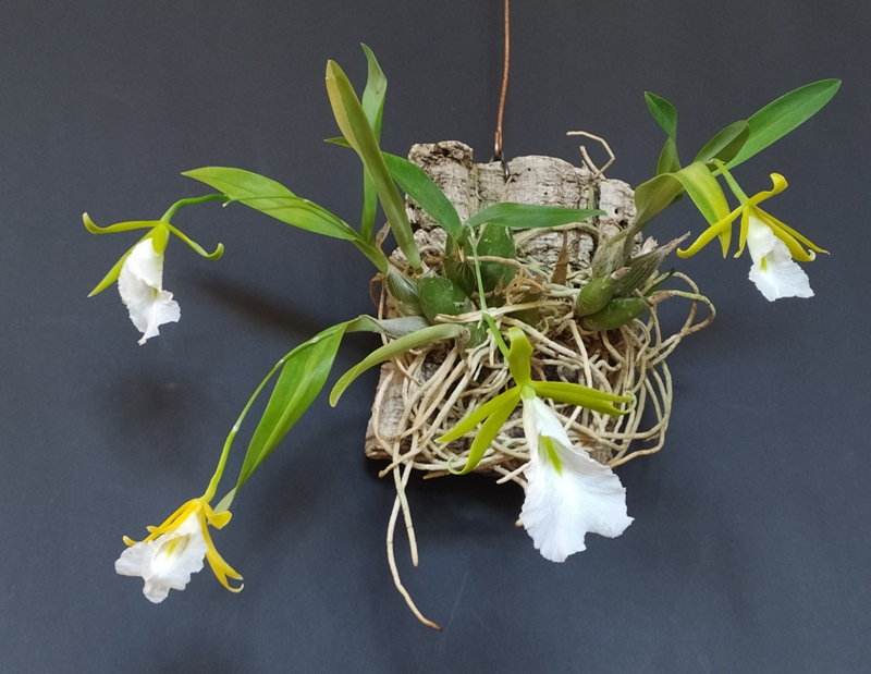 E.Mariae visa.jpg