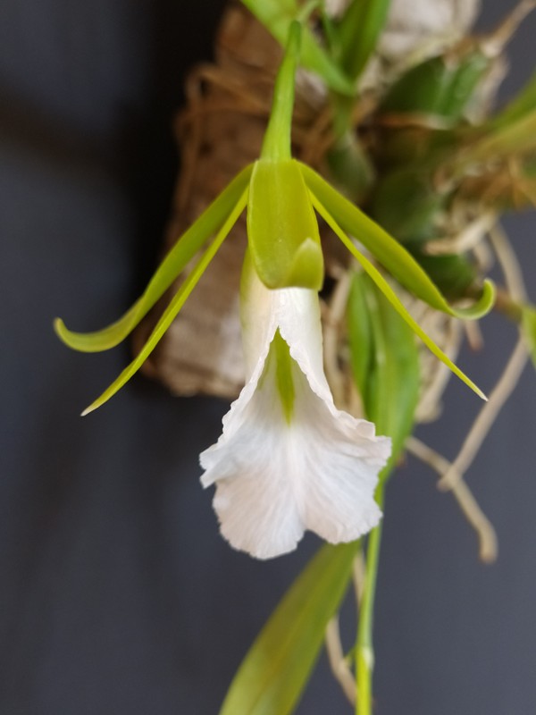 E.mariae pumpuras.jpg