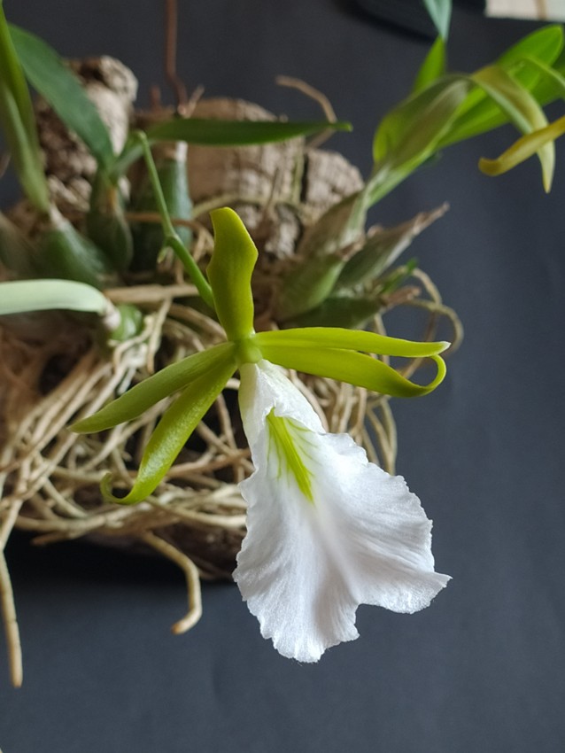 E.mariae juodam.jpg