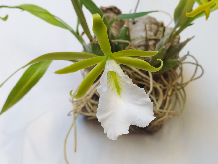 E.mariae baltam.jpg