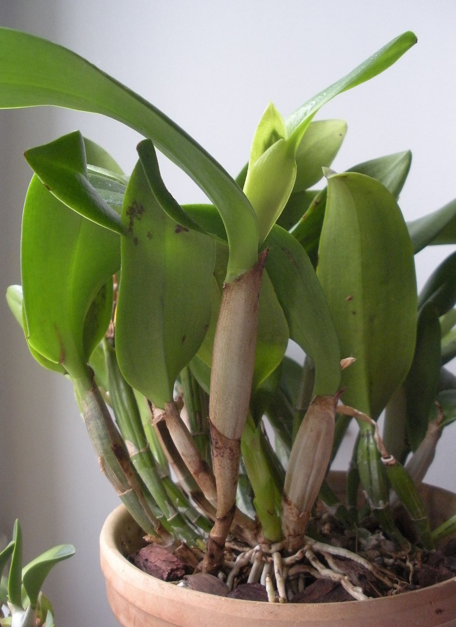 Cattleya1.JPG