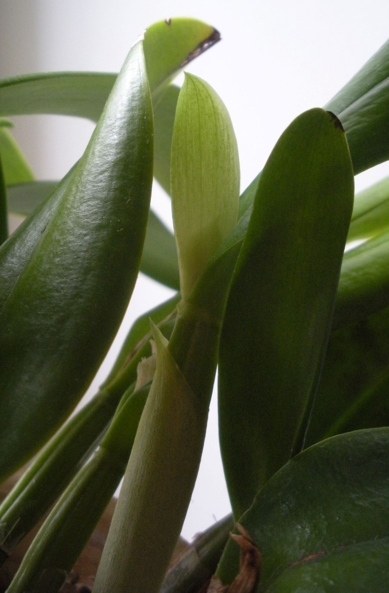 Cattleya2.JPG
