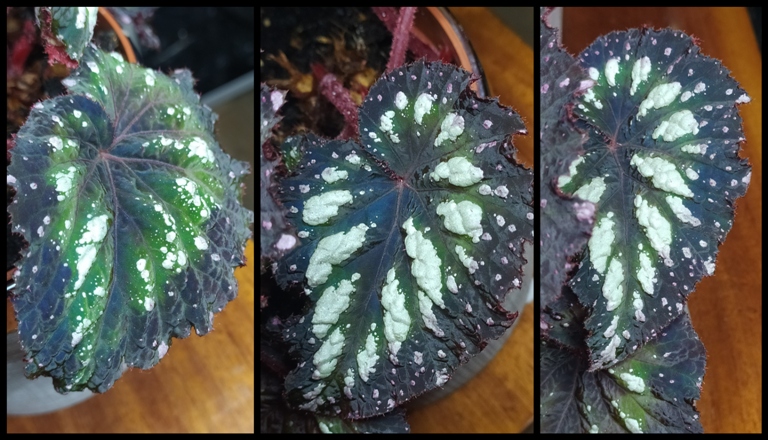 Begonia.jpg