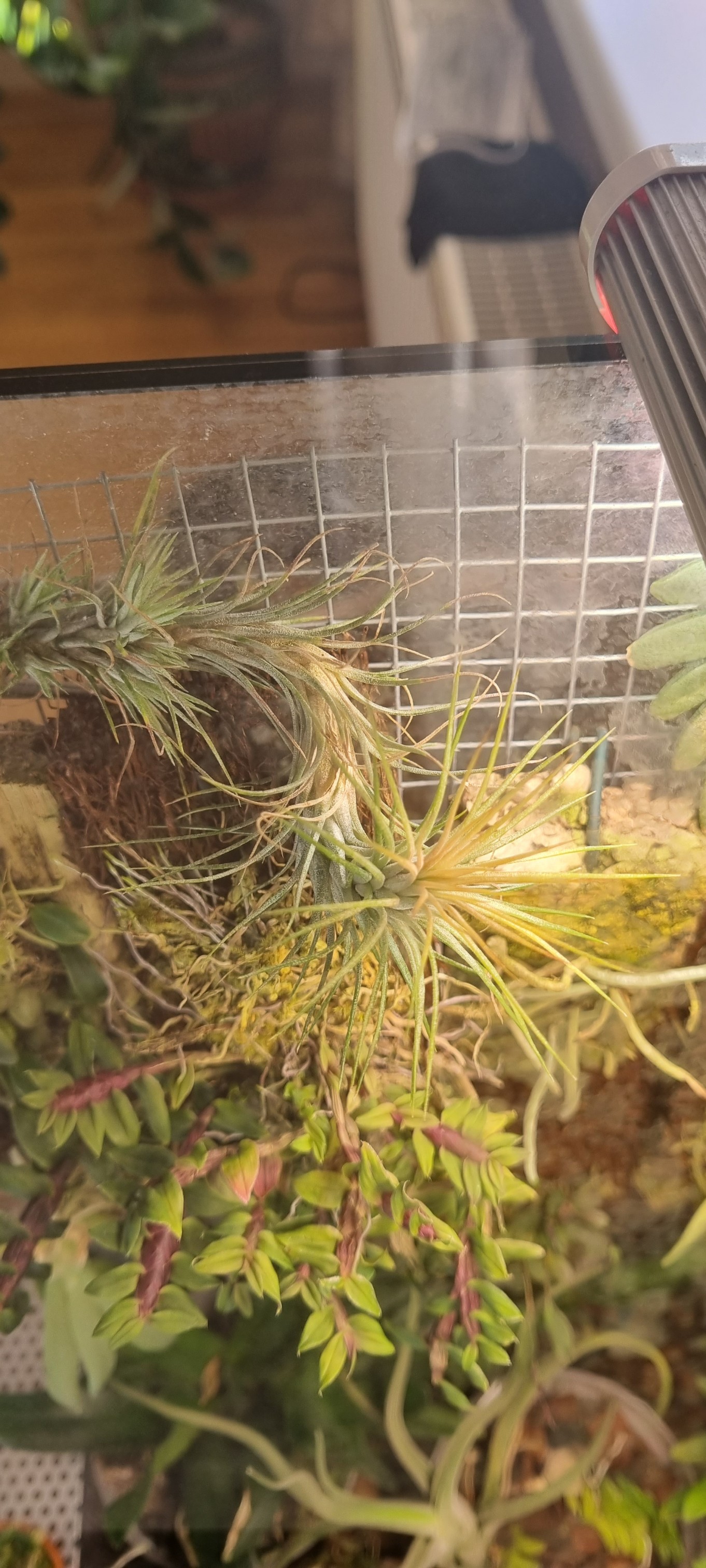 tillandsia funckiana.jpg