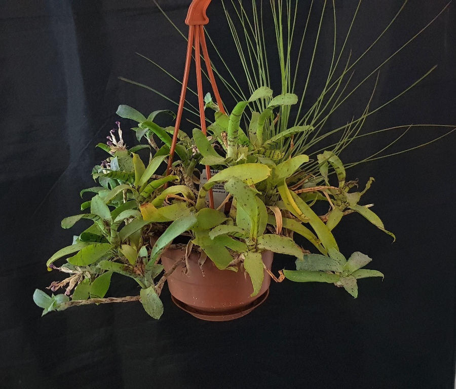 Neoregelia lilliputiana.jpg
