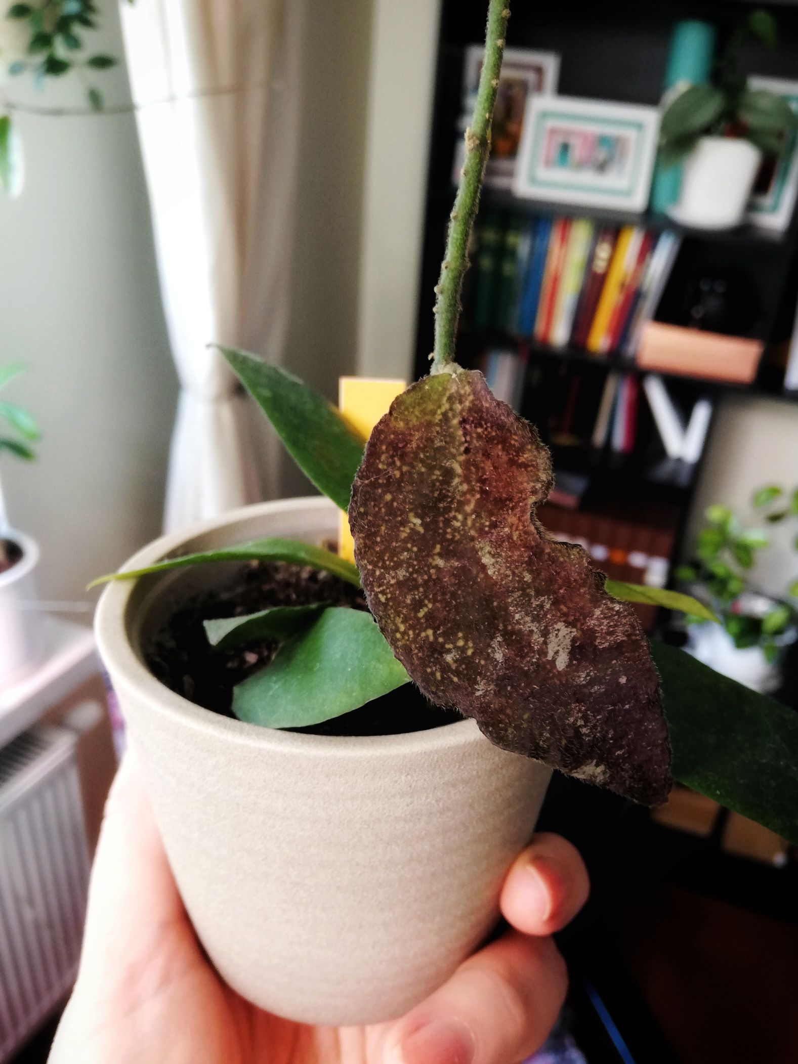 Hoya caudata