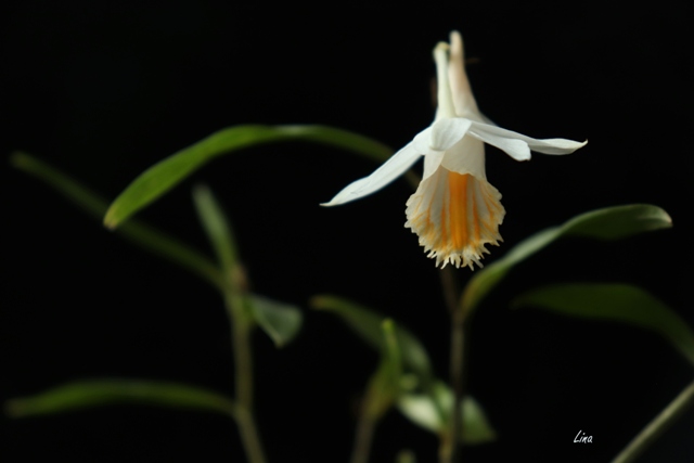 Dendrobium longicornu x dendrobium chapaense'21.01..jpg