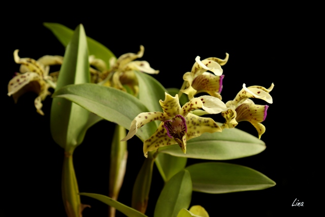 Dendrobium normanbyense'21..01.jpg