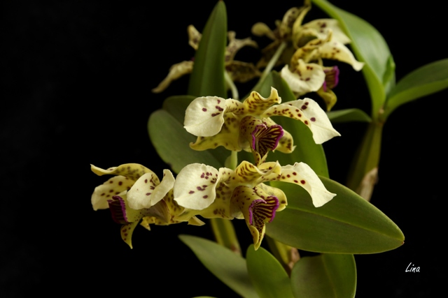Dendrobium normanbyense'21.01.30.jpg