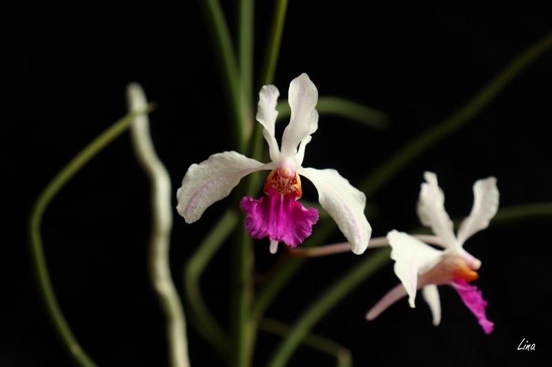 Holcoglossum kimballiana'21.01...jpg