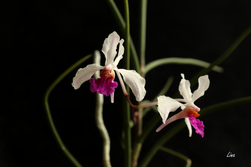 Holcoglossum kimballiana'21.01..jpg