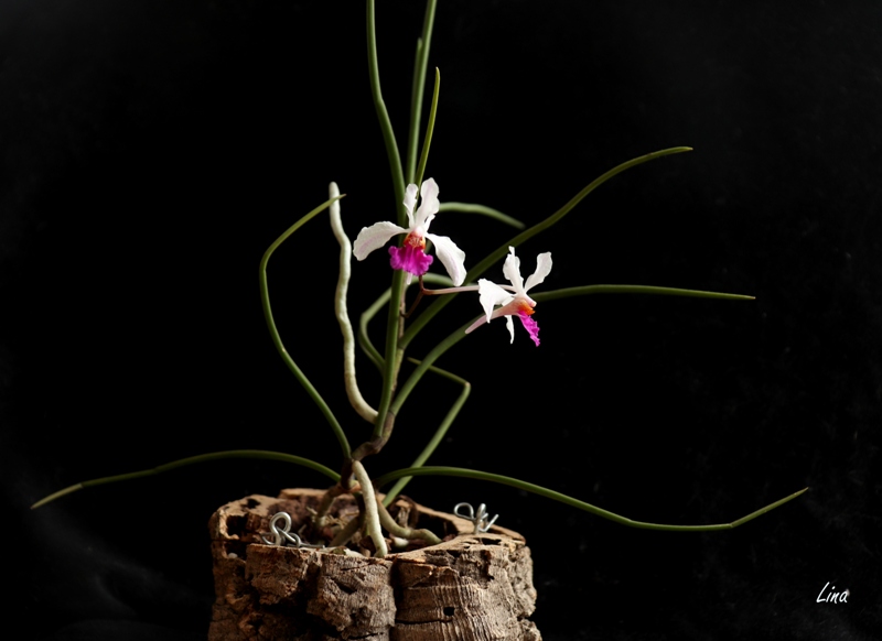 Holcoglossum kimballiana'21.01.20.jpg