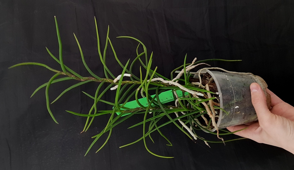 Holcoglossum kimballianum.jpg