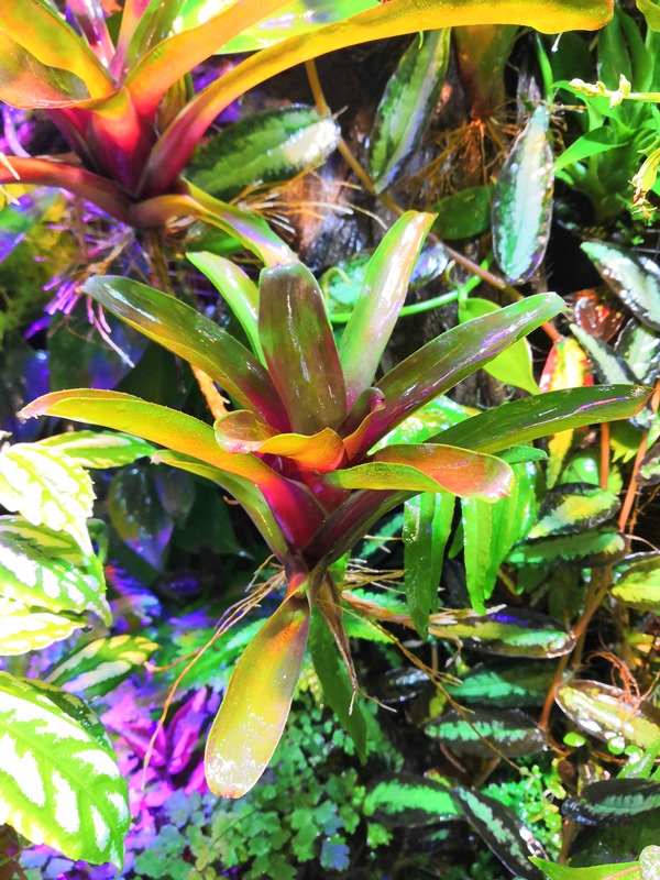 Neoregelia schultesiana 'Fireball' (2).jpg