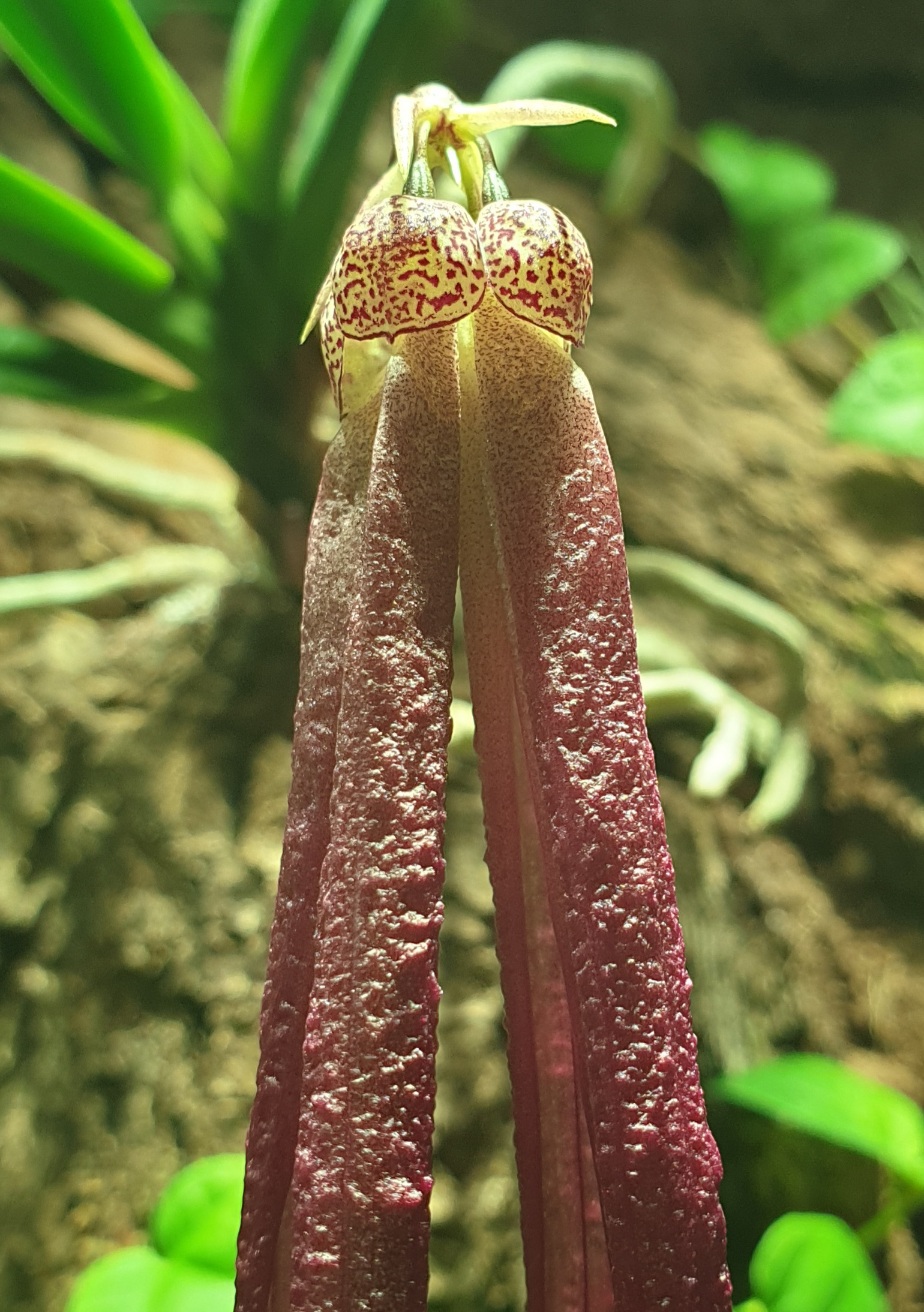 "Kalpokiukai" ir grublėti žiedlapiai