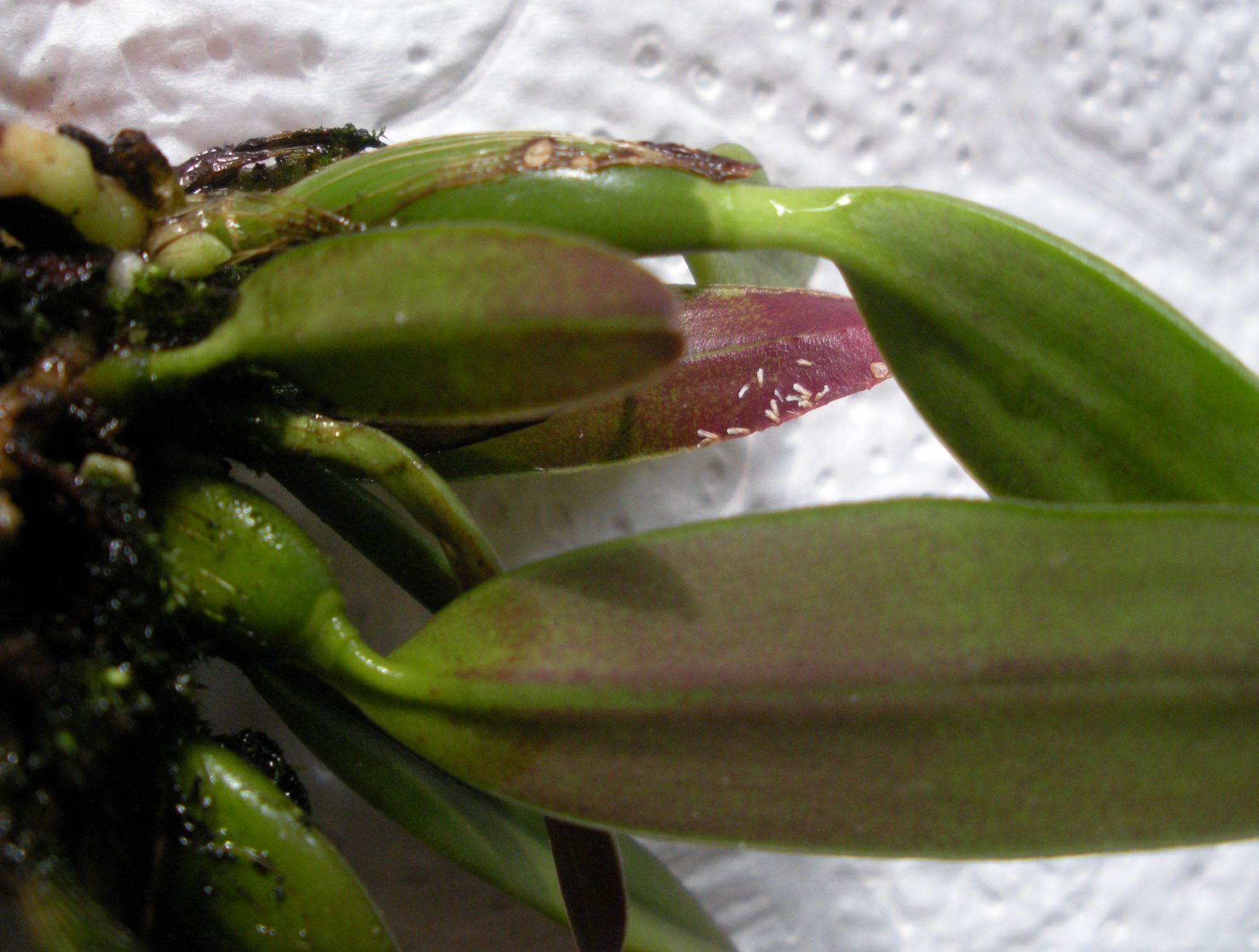 Cattleya luteola.JPG