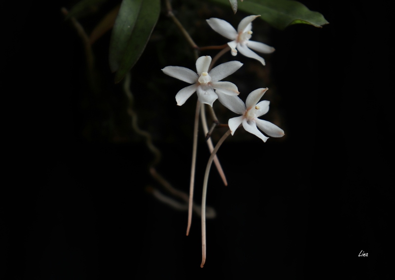 Aerangis mystacidii'19.10.06.jpg