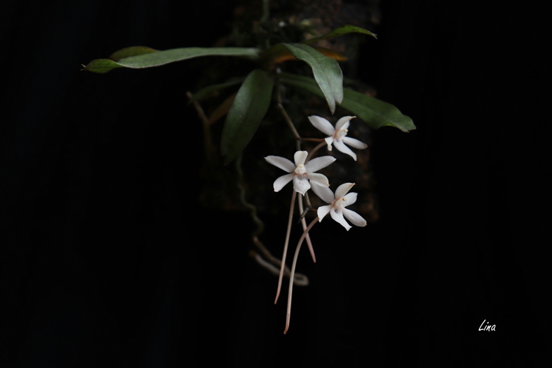 Aerangis mystacidii'19.10.jpg
