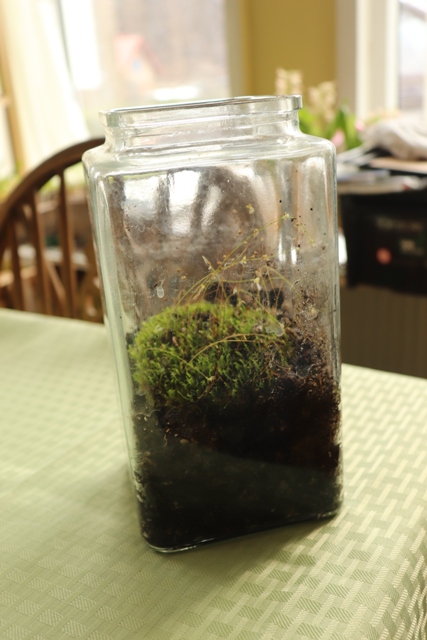 utricularia bisquamata..JPG