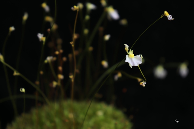 Utricularia bisquamata'20.12.fl.jpg