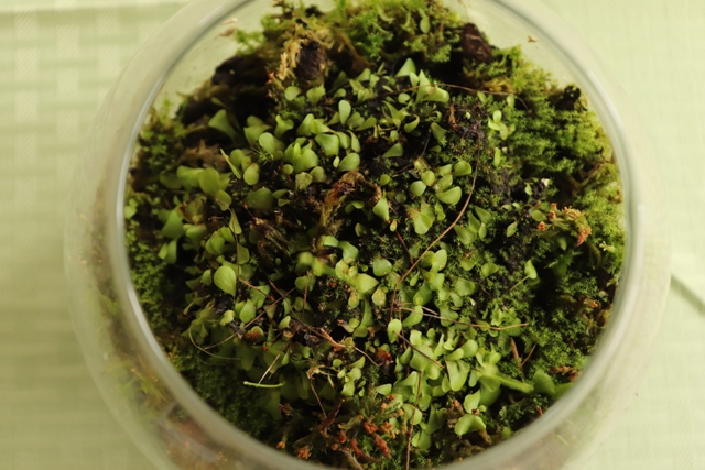 Utricularia livida (1).JPG