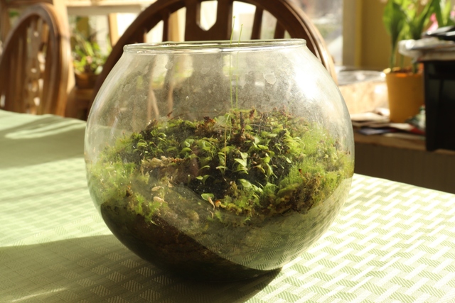Utricularia livida (3).JPG