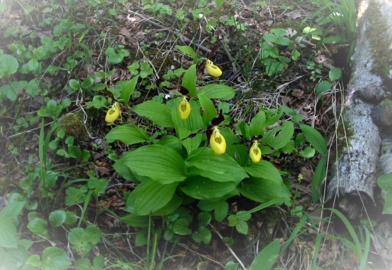Plačialapė klumpaitė (Cypripedium calceolus).jpg