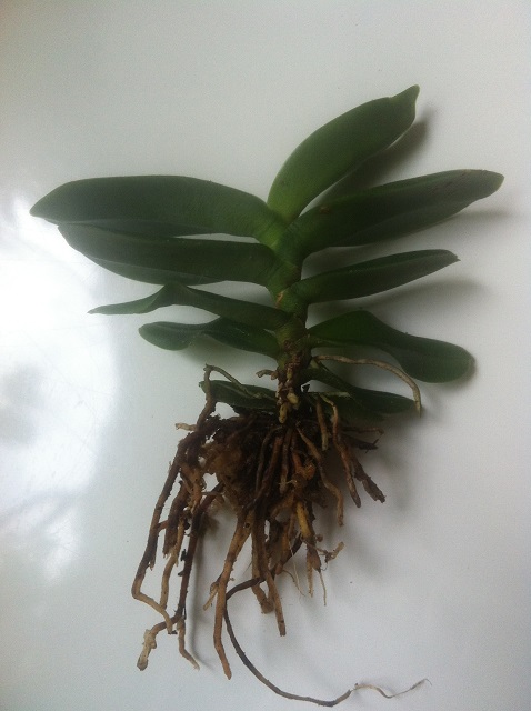 Angraecum equitans2.JPG