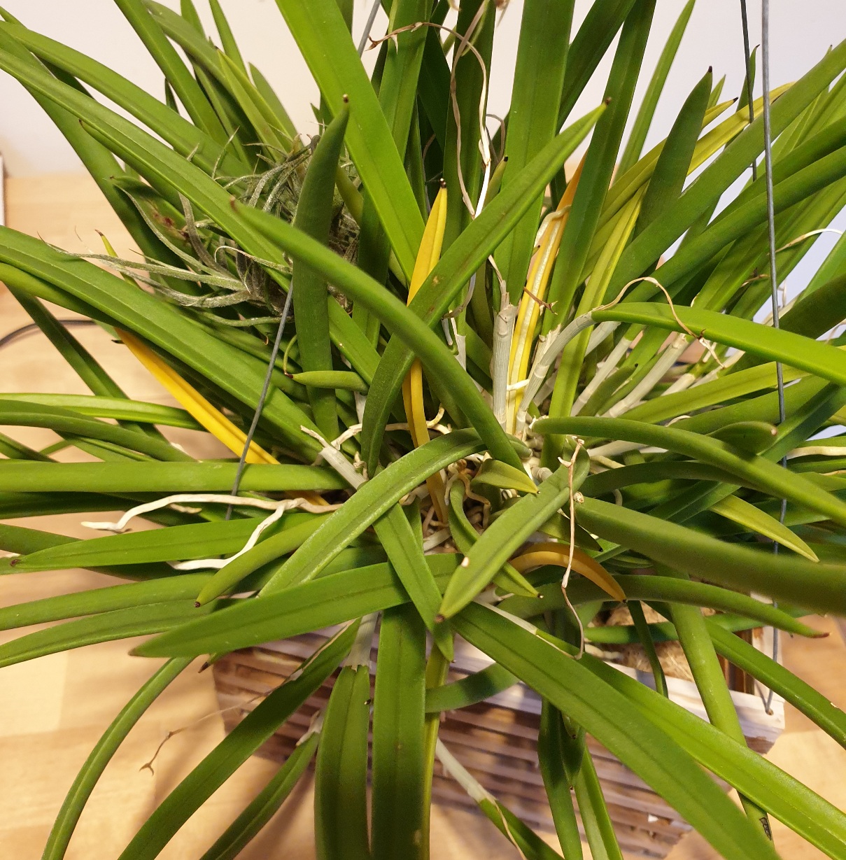 Brassavola nodosa