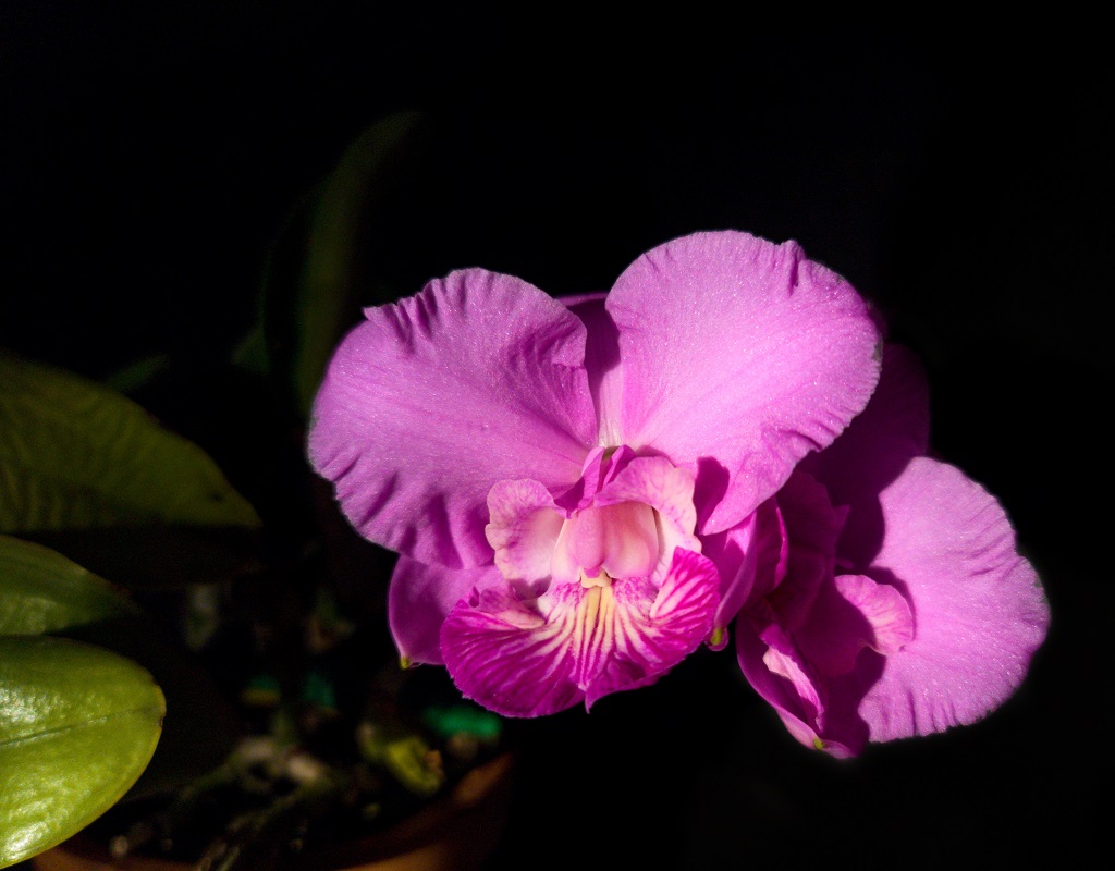 Cattleya Brazilian Jewel