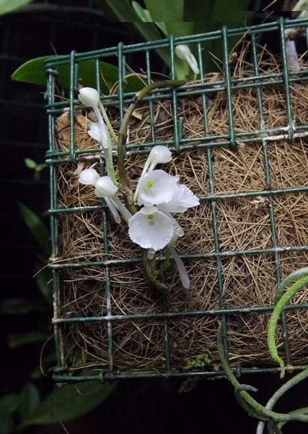 Margelliantha burttii.JPG