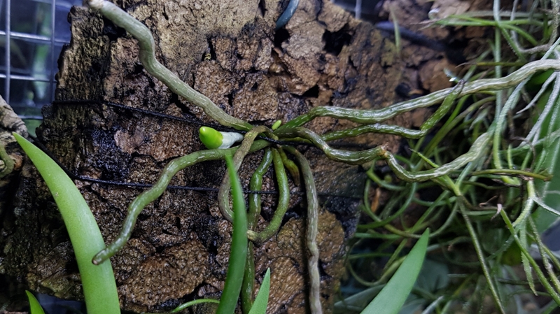 Dendrophylax lindenii x sallei.jpg