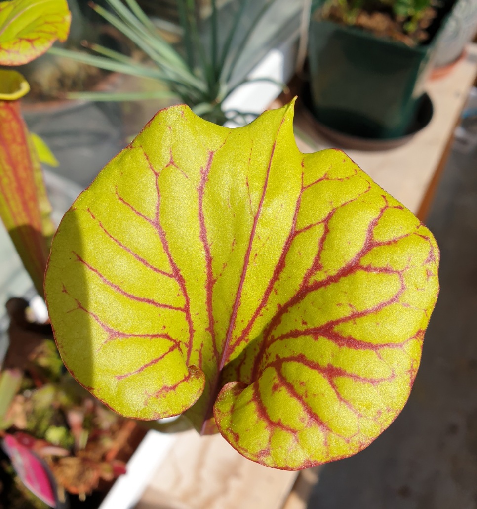 Sarracenia flava var. rubricorpora