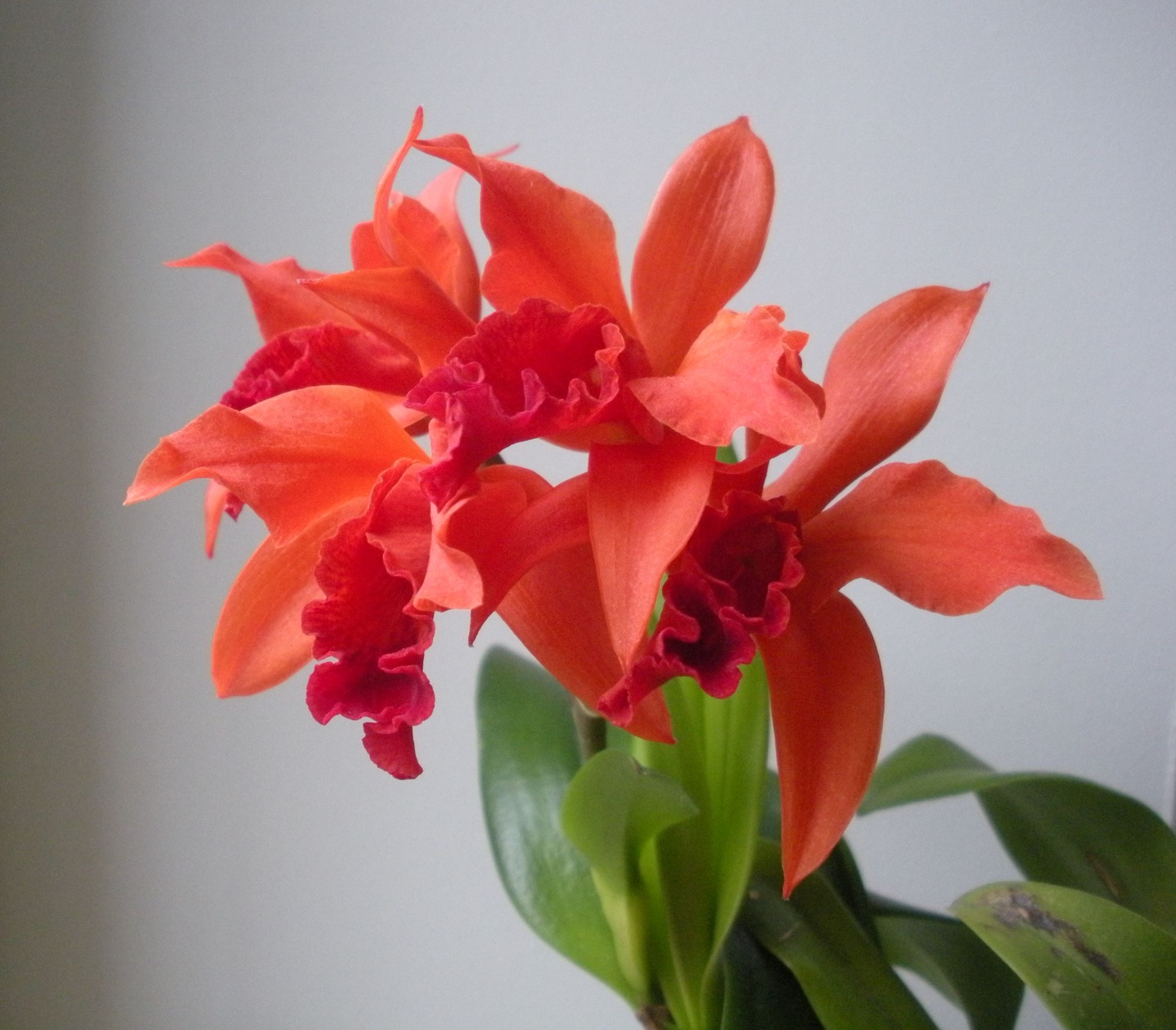 Cattleya NoID.JPG