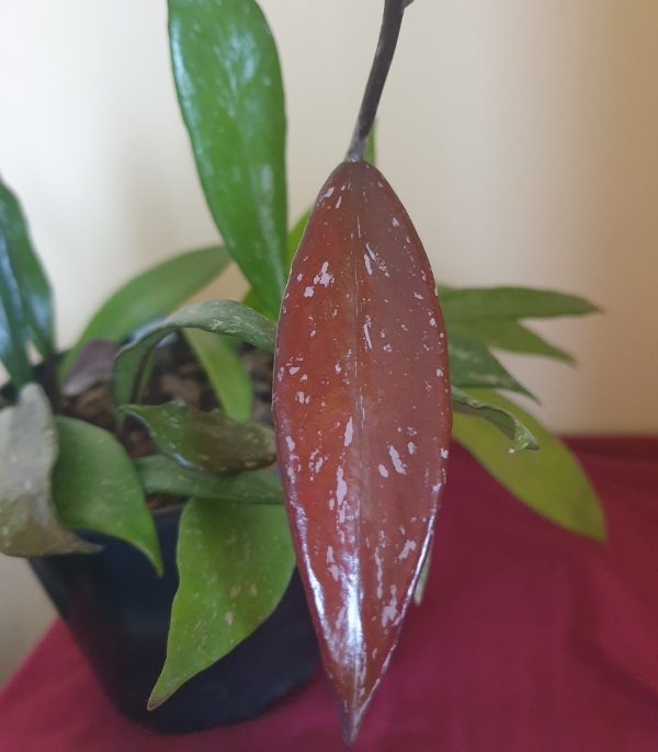 Hoya pubicalyx 'Royal Hawaiian Purple' (1).jpg