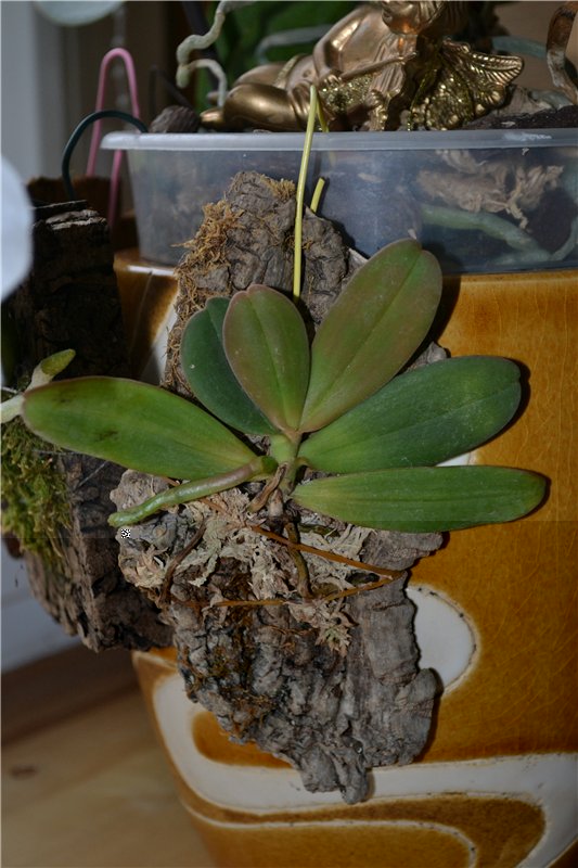 Aerangis stylosa.jpg
