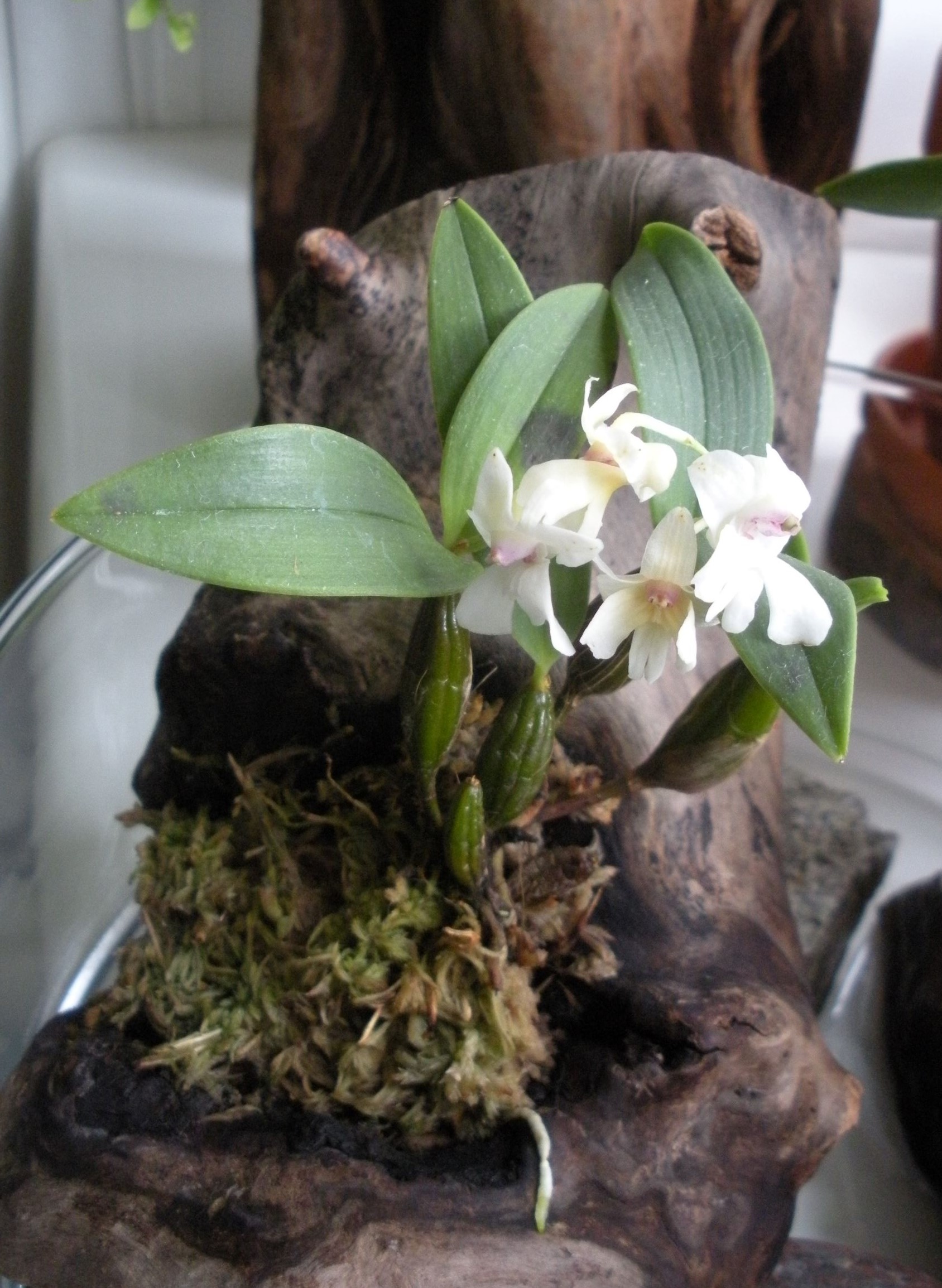 Dendrobium aberrans.JPG