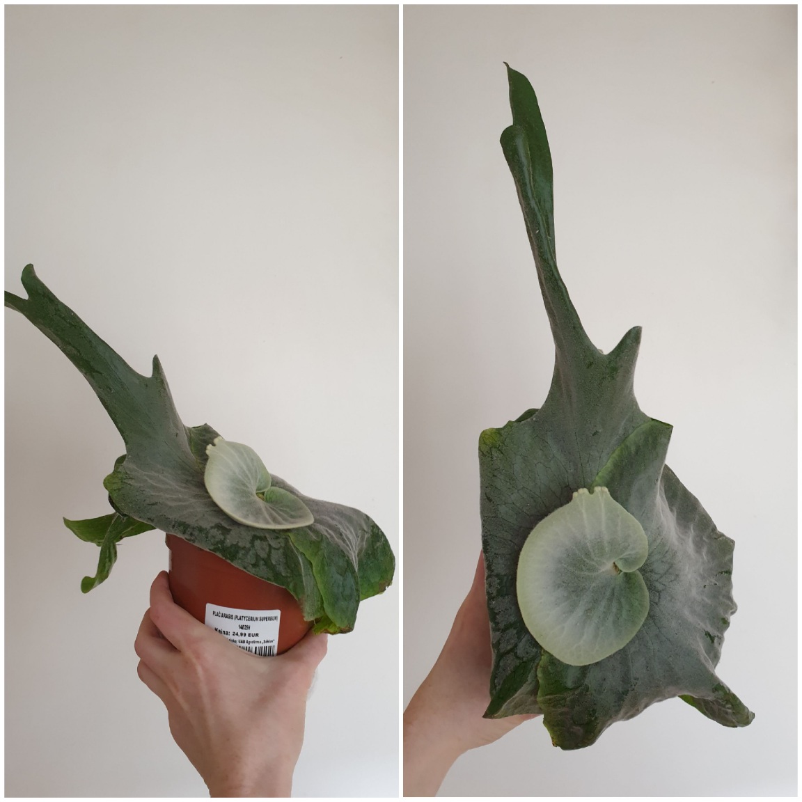 20210317_Platycerium superbum.jpg