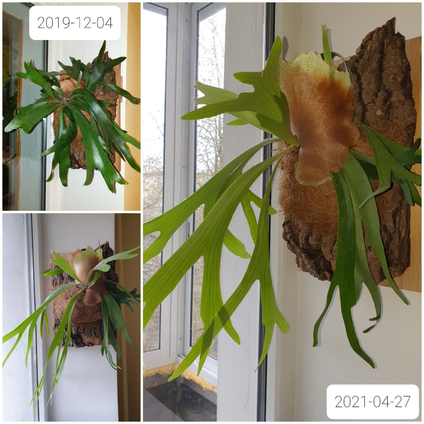 Platycerium bifurcatum 20210427.jpg