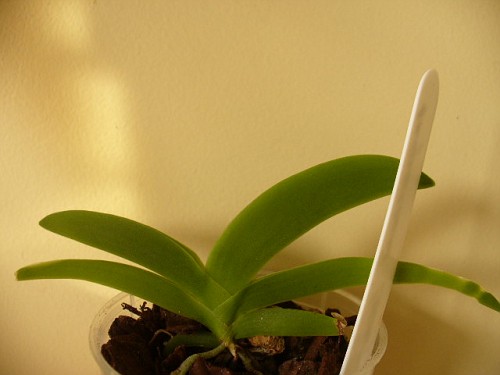 Angraecum leonis.jpg