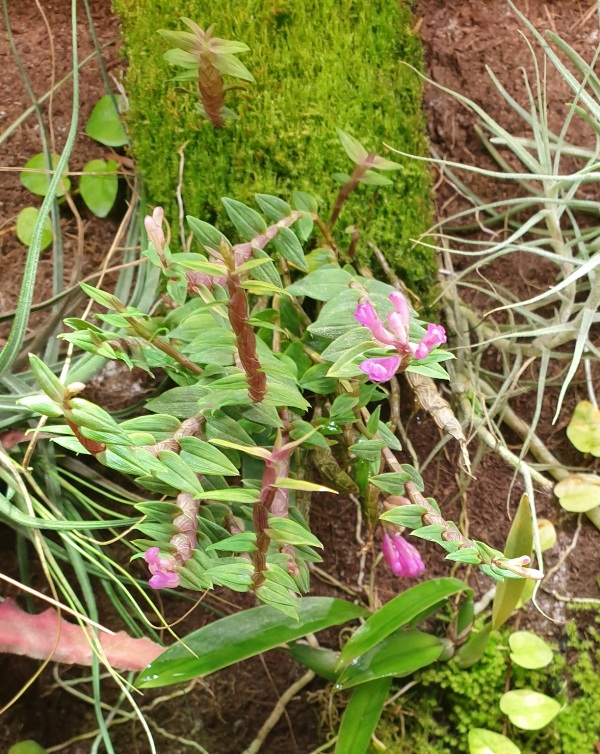 Dendrobium limpidum 20210427.jpg