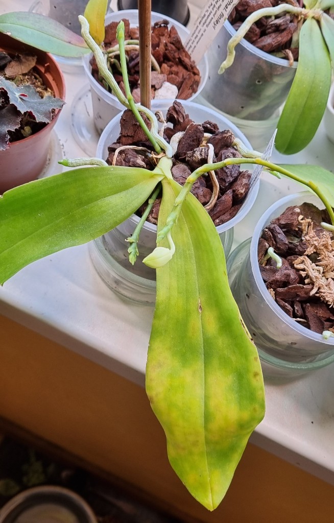 p.speciosa blue grey.jpg