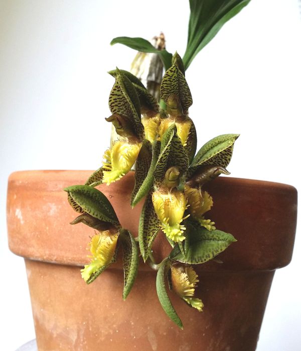 Catasetum schunkei.jpeg