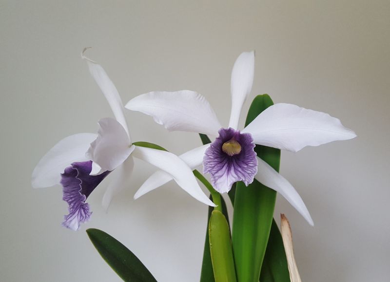 Laelia purpurata.jpeg