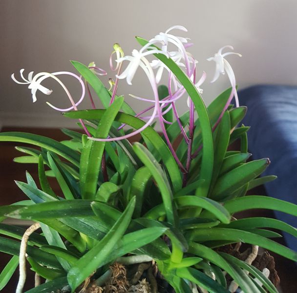 Neofinetia falcata.jpeg