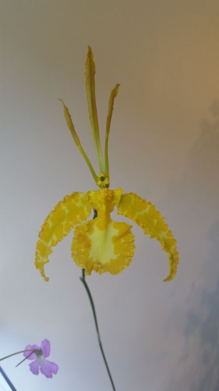 Psychopsis Mariposa.jpeg
