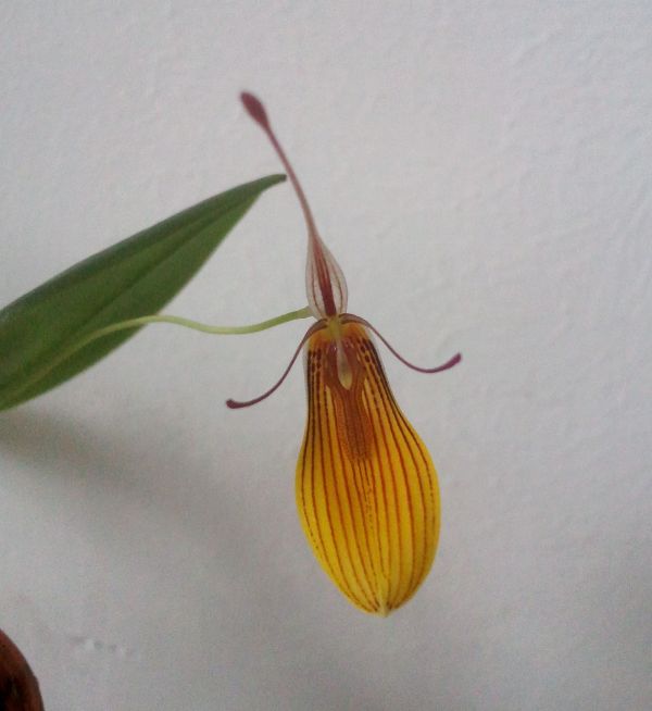 Restrepia brachypus.jpeg